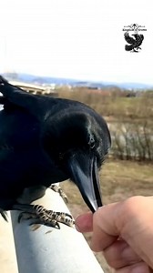 Dark feathers, sharp mind—mystery in motion." 🖤🐦 - - - - - - Reading books daily brings many benefits, improving both intellectually and emotionally. Here are 10 reasons why you should read books every day: 1. Expand your knowledge: Reading exposes you to new information and deepens your understanding of various topics such as culture, history, science, art, and everyday life. 2. Enhance critical thinking and analysis: Regular reading improves your ability to reason, analyze, and solve problem