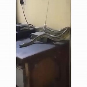 Important Safety Notice: Snake Awareness During Rainy Season As the rainy season approaches, it’s important to be aware that snakes—especially pythons and other wild species—often seek shelter in dry, enclosed spaces. To ensure safety for all staff and guests, please take the following precautions: Keep all doors securely closed, especially in areas with limited foot traffic. Ensure all drainage points are properly sealed, including bathroom drains and toilet bowls, as these are common entry poi