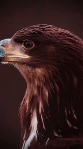 🦅 White-tailed eagle#WhiteTailedEagle