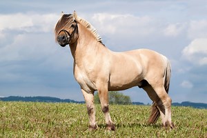 Fjord Horse - ehorses Magazine