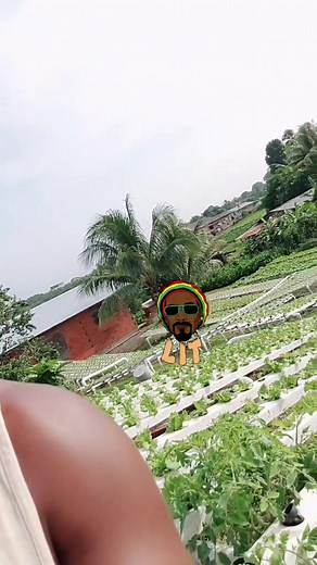 #bettergrowhydrofarm #hydrofarm #farmer #farmlife #lettuce #hydroponics #foodfreedom