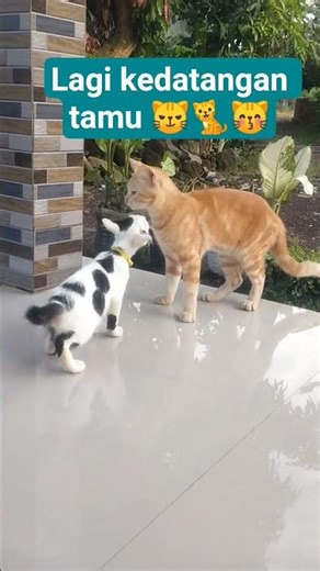tamu nya kucing oyyen #catindonesia #cat