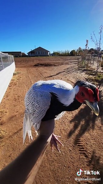 Male Silver Pheasant: Beautiful Farm Bird Varieties