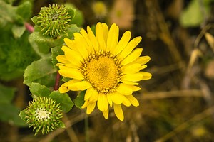 20 Late-Blooming Perennial Flowers That Peak in August