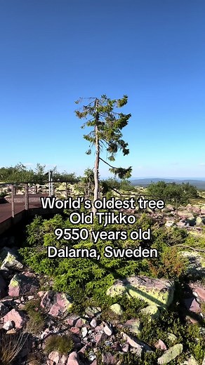 Discover Old Tjikko: The World's Oldest Tree