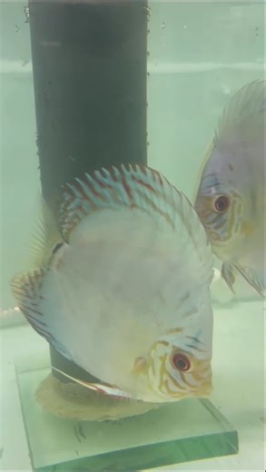 Discus Fish Parents Feeding Their Babies! ❤️🐟 #discusbreeding #aquarium