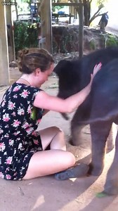 107K views · 1K reactions | 3-day-old baby elephant cuddles with his human friend. | ViralHog | Facebook