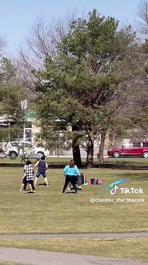 Chester loves humans. He’s a social butterfly 💁🏼‍♀️ . #freeflightedparrot #fun #dancing #zumba #class #parrot #macaw #ara #exotic #pet #socialbutterfly #hello #eveyone