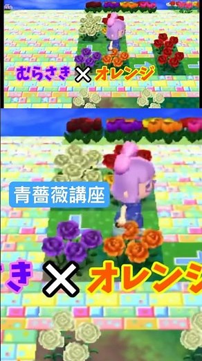 とび森 青薔薇交配講座 パート1 #あつ森 #とび森 #どうぶつの森 #攻略 #animalcrossing
