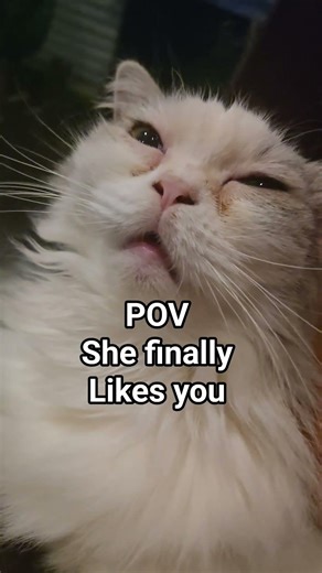 This cutie of a cat finally warms up to my petting #cats #purr