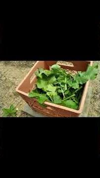 Harvesting Abundant Turnip Greens #gardening #harvest #shorts B08YP31PQ8