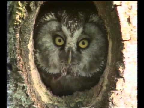 Les Nids - Documentaire Animalier