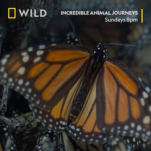 Animals of all sizes take incredible journeys and epic migrations to find food, shelter and love. Follow some of the smallest animals, like the monarch butterfly, on a multi-generational mission to give its great-grandchildren the best start in life. Watch all new Incredible Animal Journeys, Sundays at 8pm on National Geographic WILD UK. | National Geographic UK