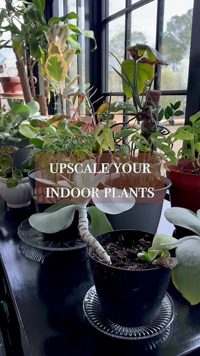 Here is how to use thrifted clear plates to upscale your indoor plants this spring. Simply use a clear plate from the thrift store instead of using plastic plant saucers. It makes for a small but beautiful detail.