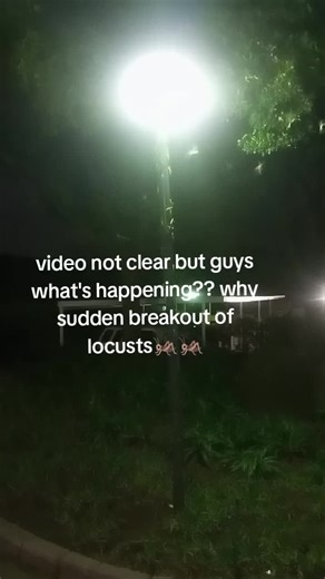 Locust Outbreak in South Africa Explained