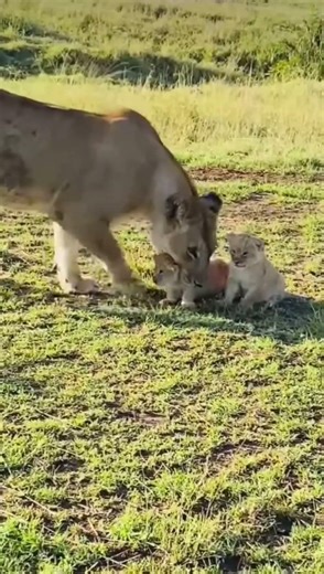 Smoothly_Catching_Her_Baby_Mother_Affection____#wildlife #animals #nature