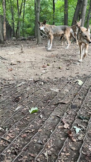 Curious eyes and quick paws! 🐾 During Red Wolf Week, catch our wolves exploring, investigating, and dashing across the webcam. You never know what they’ll do next! 🎥 Watch now: https://nywolf.org/meet-our-wolves/webcams/ | Wolf Conservation Center