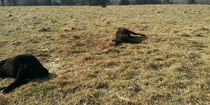 Dogs attack and kill cattle on North Arkansas farm