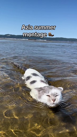 Azia living her best life #catsoftiktok #catswimming #cattok #foryou