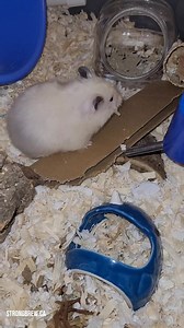 3K views · 249 reactions | Mr. #Ribbit also enjoyed Mac and cheebz the same night Dumpy did. He was so stoked for his snack he wasn't quite sure what to do with it. My marshmallow boy is doing so well despite his age. He's finally forgiven me for stealing his cherries. He was even out this morning as I got ready for work and got some snacks and kisses. | Strong Brew Hamstery | Facebook