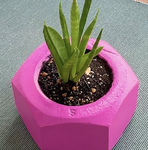 319K views · 585 reactions | Save your favorite plants with DIY concrete pots | 5-Minute Crafts Men | Facebook