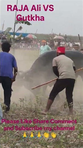 Buffalo Freind.. #baffalo #cow #viralshorts #viral #viralvideo