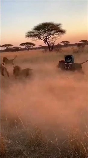 When the Bass Drop Hits Too Hard 🐗🔊