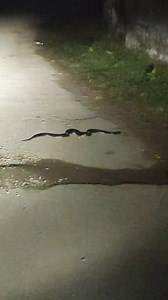 Big Snake Crossing Road... #Snake #snakerescue | Mohd Mubark Chougatta