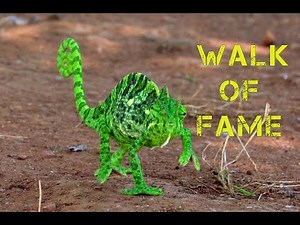 "BABY CHAMELEON" : THE FUNNIEST WALK EVER (CAN THEY ESCAPE PREDATORS LIKE THIS ?)