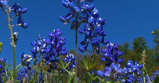 Nature: Bluebonnets of Texas