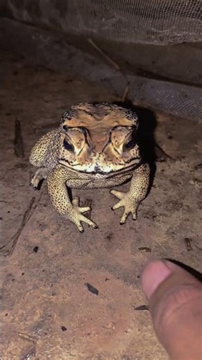 The scary toad after raining
