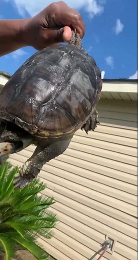 Wow!!! A snapping turla 🐢 #snappingturtles