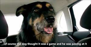 48K views · 5 comments | Our AA Rescue team regularly deal with all kinds of strange breakdown situations, including animals stuck in cars. Thankfully for drivers and dogs alike we fix 8 out of 10 breakdowns on the roadside! | AA Ireland | Facebook