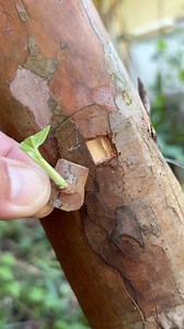 226K views · 389 reactions | Budding technique for Guava trees. #budding #garden #plants #tree #grafting #viralreelsシ | Cha Garden | Facebook