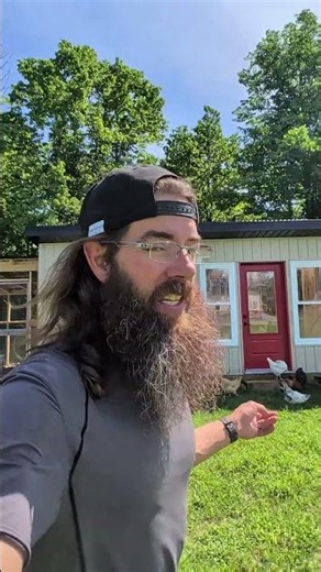 Free Ranging the Chickens near their new Chicken Coop #freerange #chickens #coop