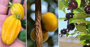 Nutritivas e até cheirosas: conheça frutas típicas da Mata Atlântica