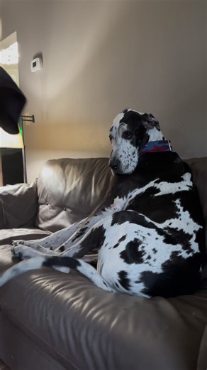 279K views · 3.6K reactions | Sometimes you just need a hug. #DogHug #dog #GreatDane | Larry_the_great_dane | Facebook