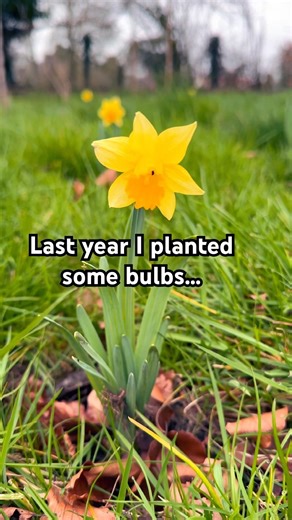 Last year I planted some bulbs for wildlife…