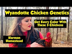 Wyandotte Chicken Genetics: Get Every Color With These 5 Chickens!