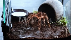 Feeding of spider injecting venom into a madagascar cockroach in a terrarium close-up, timelapse. Acanthoscurria geniculata. Phobia concept. Toxic poison. Brazilian large size tropical animals. 4k