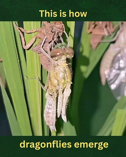 The dragonfly metamorphosis nobody talks about #insects #wildlife