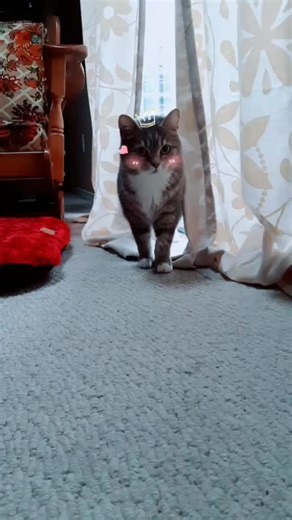 Cuddles the Cat: A Nerdy Faery's Feline Adventure