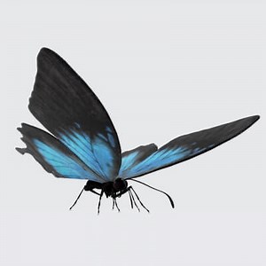 Ulysses Butterfly 3D Model Ready To Print by 3dprintmodelSG