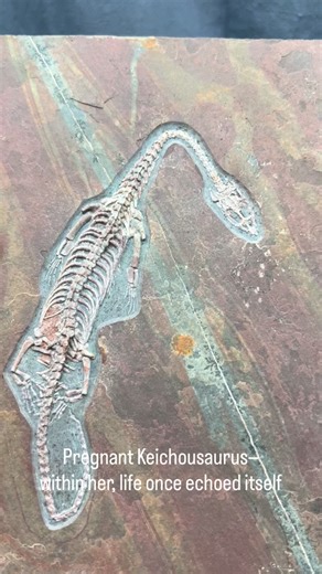 Theropoda Club on Instagram: "Pregnant Keichousaurus — A Moment of Life Held in Stone A fossil that captures one of prehistory’s rarest events — a Keichousaurus carrying her unborn young. Her skeleton is beautifully articulated, and inside her ribcage rests the unmistakable shape of a developing juvenile. A quiet miracle preserved not in memory, but in stone. 🦴 Species: Keichousaurus (Pregnant specimen) 📅 Age: Triassic 🪨 Features: Clear fetal outline, natural articulation, rare reproductive p