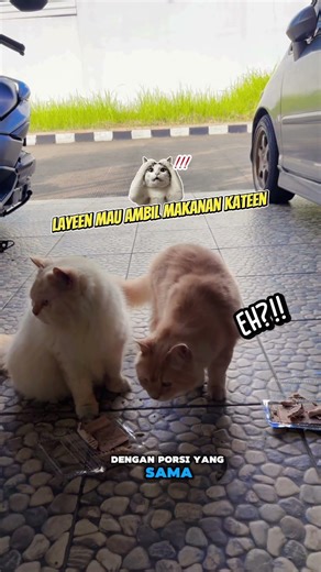 Ternyata Kateen yang banyak makannya 😁 #cat #catfunny #aktifitas