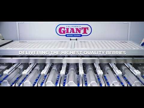 Blueberry Vision 3.0 | Giant Berry