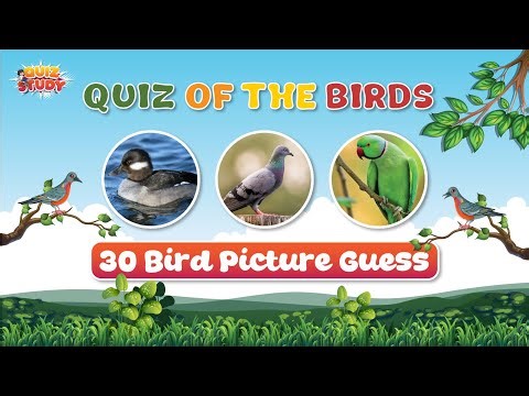 Can You Identify These Birds? | Bird Quiz Challenge by Quiz Study