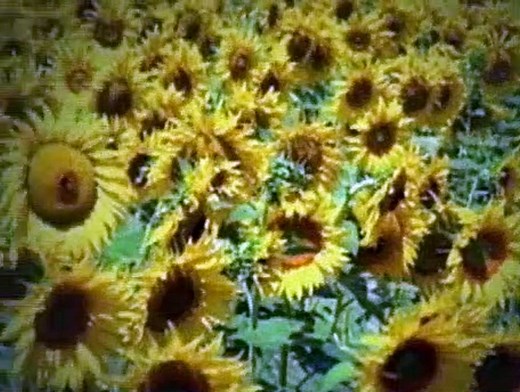 Dailymotion