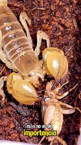 🦂 Escorpión Dorado Israelí (Escorpio maurus) 🎥 Bugs Emperor #Biología #zoologia #fblifestyle | Biologando con Miguel