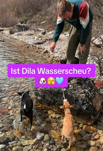 Dila: Wasserscheu oder Neugierig? 🐶